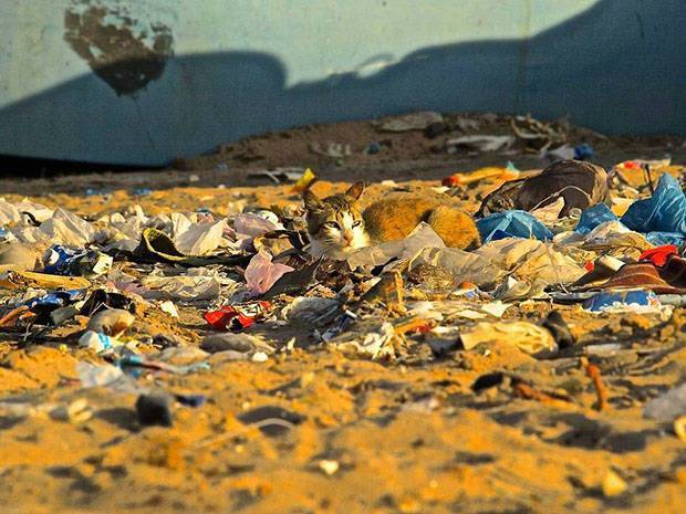 cat sitting on trash on a beach